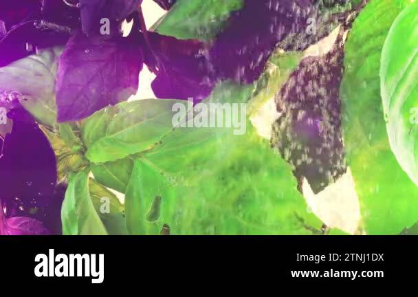Pink Basil Pink basil Stock Videos & Footage - HD and 4K Video Clips - Alamy