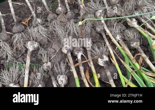 Garlic root soil Stock Videos & Footage - HD and 4K Video Clips - Alamy