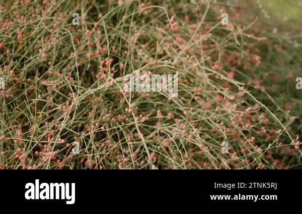 Cuscuta chinensis Stock Videos & Footage HD and 4K Video Clips Alamy