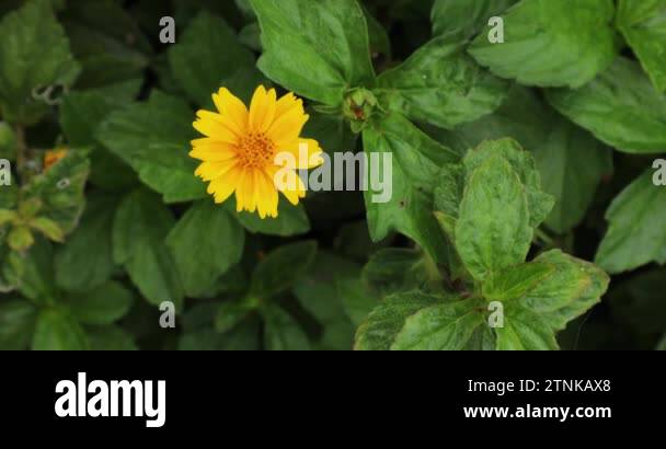 Creeping daisy flower Stock Videos & Footage - HD and 4K Video Clips ...