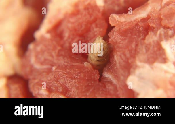 Larva of flies on meat. Its breathing hole can be seen in its end ...
