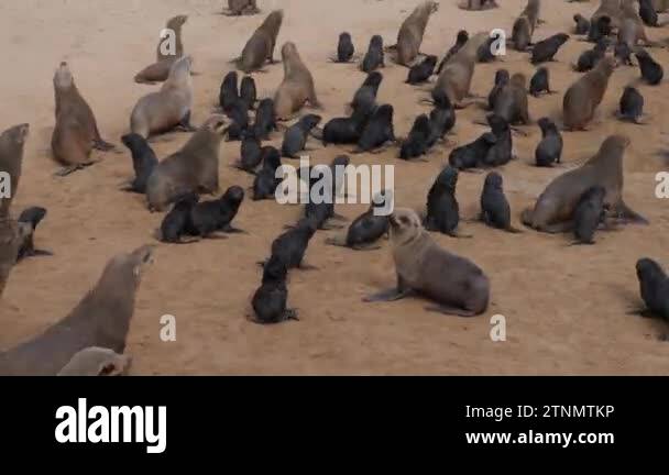 Skeleton coast nature reserve Stock Videos & Footage - HD and 4K Video ...