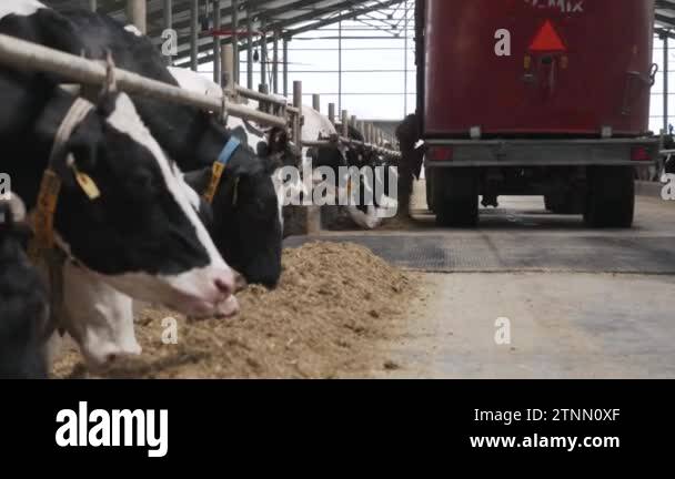 Modern farm barn with milking cows eating hay. Cows feeding on dairy ...