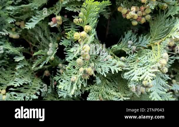 Tree chamaecyparis lawsoniana Stock Videos & Footage - HD and 4K Video ...