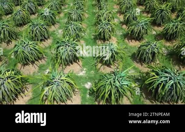 Top view dragon fruit trees growing in rows in farm In Vietnam. Aerial