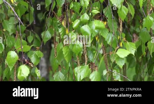 A close-up on the overhanging branches of a tree. On the branches grow ...