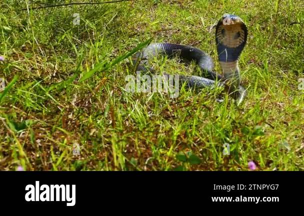Spreading hood of a cobra. Its eyes scan the area for potential threats ...