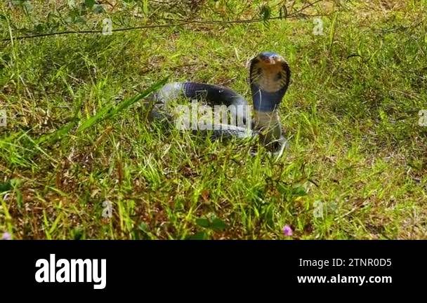 Spreading hood of a cobra. Its eyes scan the area for potential threats ...