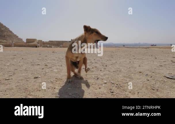 Cairo stray dog Stock Videos & Footage - HD and 4K Video Clips - Alamy