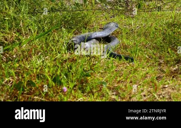 Spreading hood of a cobra. Its eyes scan the area for potential threats ...