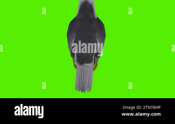 3d render green screen chroma key animation isolated Gray white pigeon ...