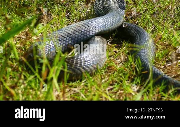 Spreading hood of a cobra. Its eyes scan the area for potential threats ...