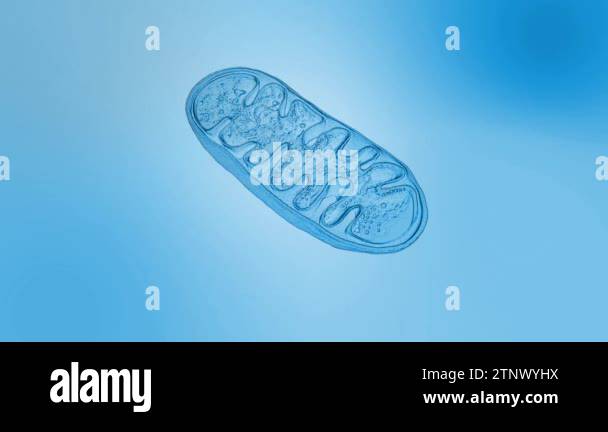Mitochondrial dna Stock Videos & Footage - HD and 4K Video Clips - Alamy
