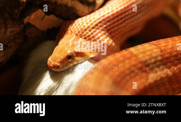 Snake feeding Stock Videos & Footage - HD and 4K Video Clips - Alamy