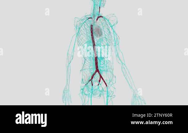 The largest artery in the body is the aorta, which connects to the ...