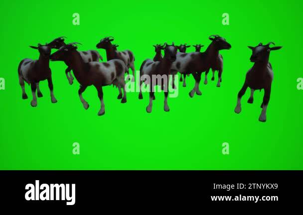 3D animation of a herd of white brown goats in a low angle pasture for ...