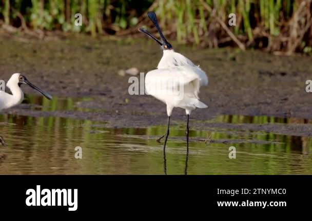 Royal spoonbill crest Stock Videos & Footage - HD and 4K Video Clips ...