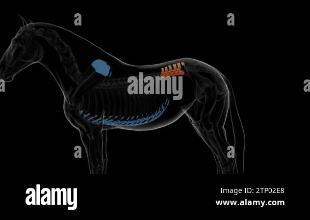 Lumbar vertebrae horse skeleton Stock Videos & Footage - HD and 4K ...