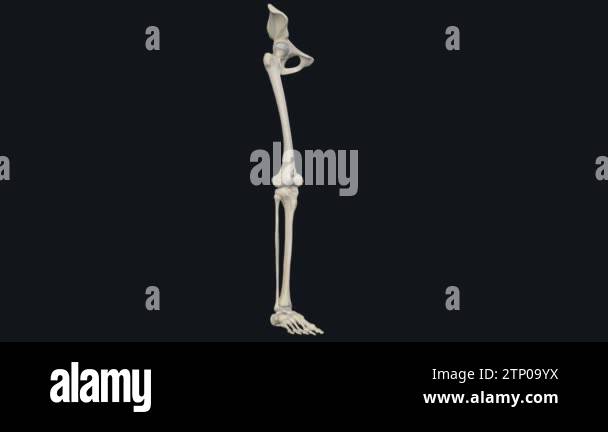 Lower limb anatomy , Knee, Bones: tibia, fibula, patella Stock Video ...