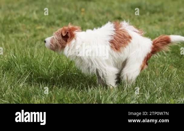 Defecating dog Stock Videos & Footage - HD and 4K Video Clips - Alamy