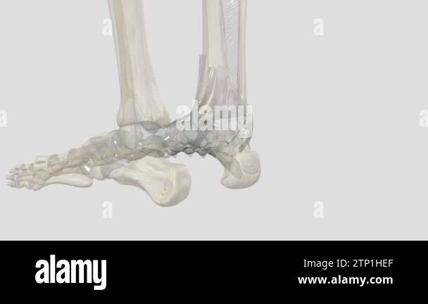 The intermetatarsal joints are articulations formed between the