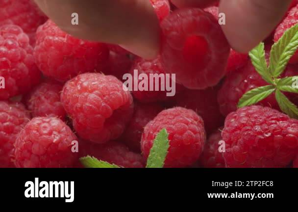 Macro video of ripe raspberries with raspberry leaves.Beautiful food ...