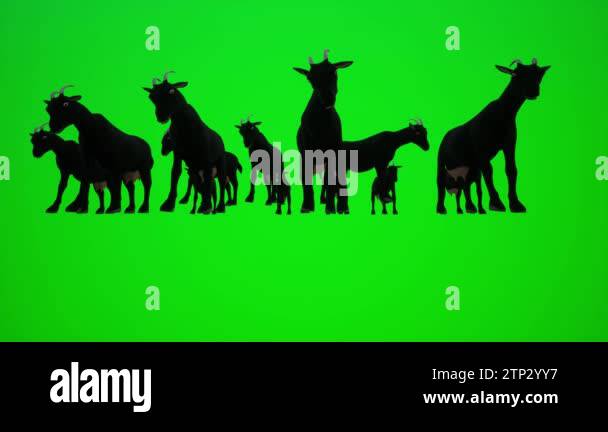 3D animation of a herd of black goats in the Lower Sahara farm for ...