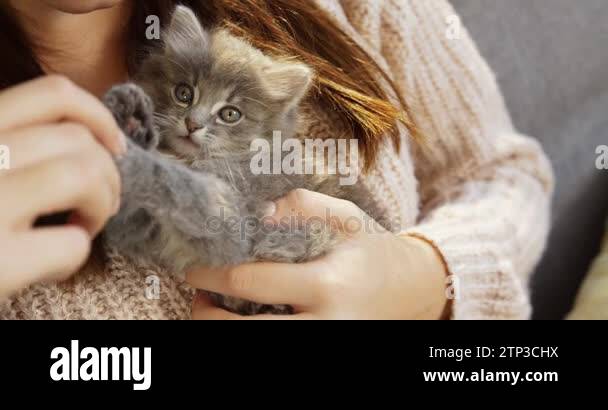 close-up-of-grey-cute-little-pussycat-looking-into-the-camera-while