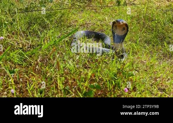 Spreading hood of a cobra. Its eyes scan the area for potential threats ...