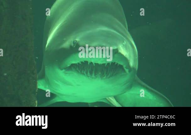 Shark swimming in water Stock Videos & Footage - HD and 4K Video Clips