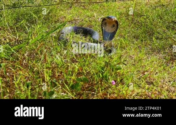 Spreading hood of a cobra. Its eyes scan the area for potential threats ...
