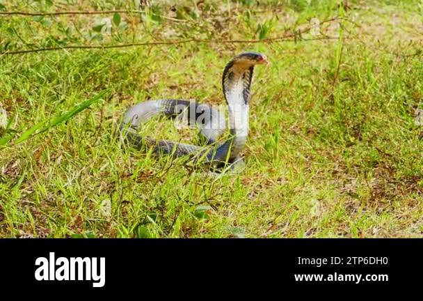 Spreading hood of a cobra. Its eyes scan the area for potential threats ...