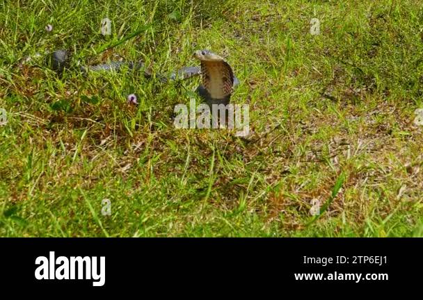 Spreading hood of a cobra. Its eyes scan the area for potential threats ...