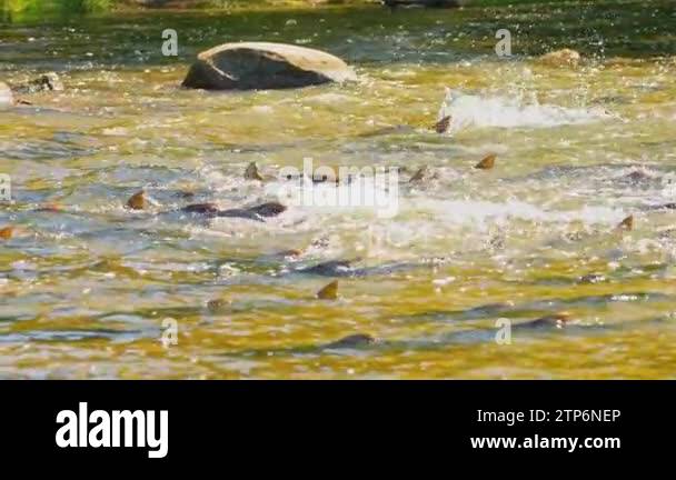 Atlantic or Chinook salmon going up Ganaraska river upstream for spawn ...