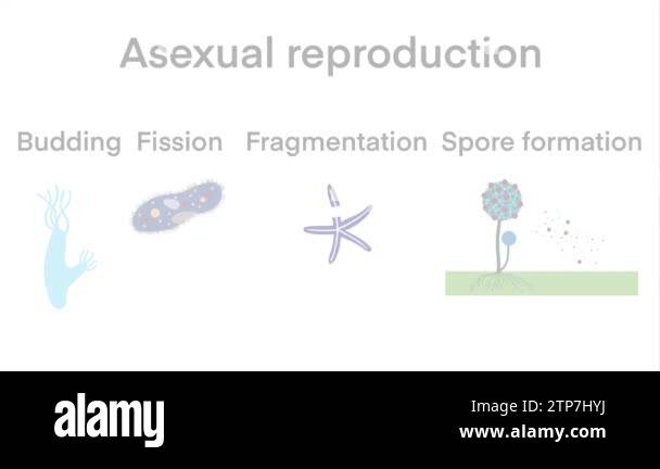 Scientific Designing of Differences Between Sexual And Asexual ... Biology Diagrams