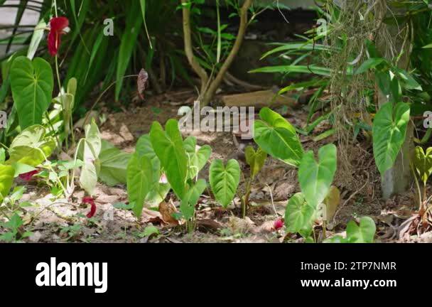 Sri Lanka Ceylon wood pigeon with twig in its beak builds a nest. Wild