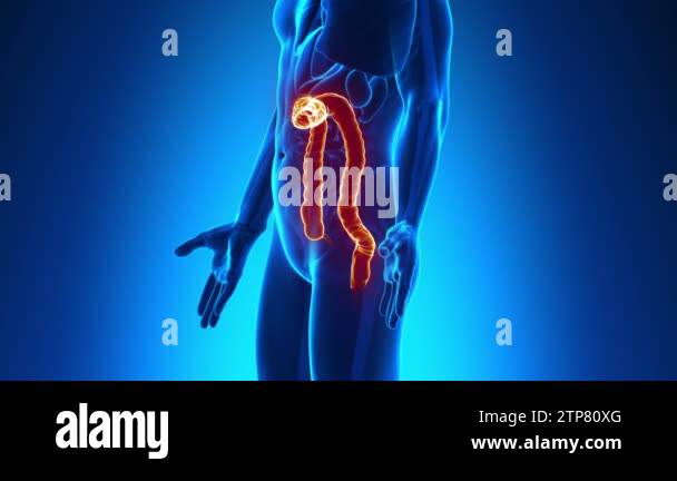 Colon 4k Human colon anatomy Stock Videos & Footage - HD and 4K Video Clips - Alamy