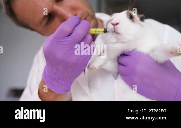Injured rabbit Stock Videos & Footage - HD and 4K Video Clips - Alamy