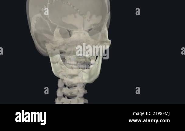 The prime function of the viscerocranium is to shape the human face and ...