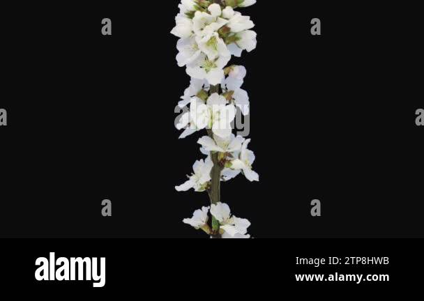 Time Lapse Of Blooming Nanking Cherry Prunus Tomentosa Branch In Rgb Time Lapse Of Blooming Nanking Cherry Prunus Tomentosa Branch In Rgb