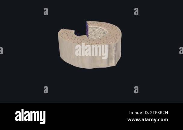 Cervical canal Stock Videos & Footage - HD and 4K Video Clips - Alamy