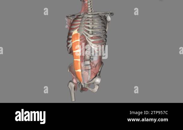 rectus abdominis slung between the ribs and the pubic bone at the front ...