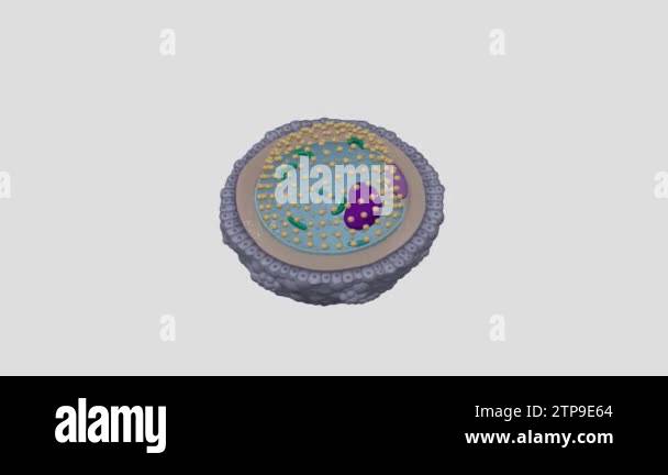 The secondary oocyte is the cell that is formed by meiosis I in