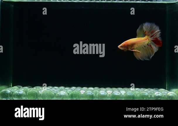 Betta fish halfmoon, crowntails, halfmoon plakat, dumbo HM and veiltail ...