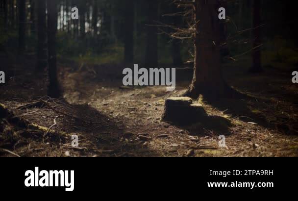 Summer forest scene in Stock Videos & Footage - HD and 4K Video Clips ...