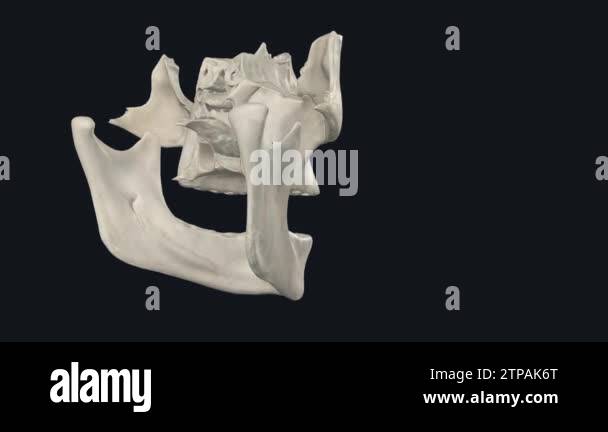 The prime function of the viscerocranium is to shape the human face and ...