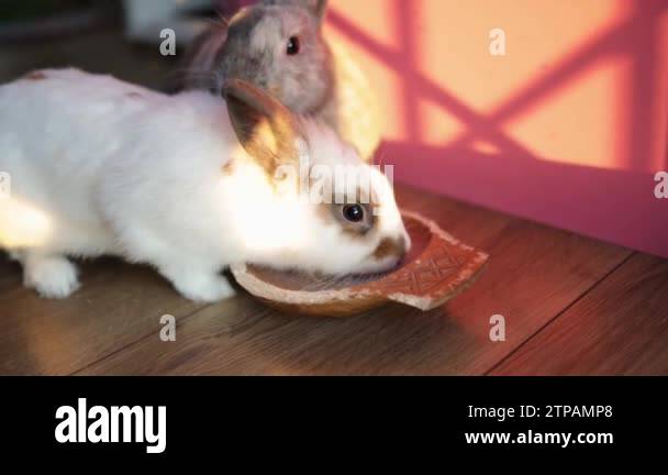 Bunnies eating time, white and grey bunny facing the camera and eating ...