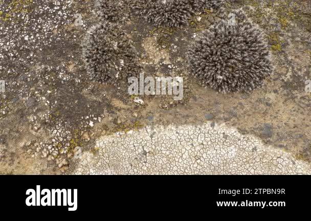 Fungi on rock Stock Videos & Footage - HD and 4K Video Clips - Alamy