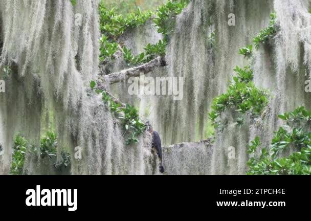 High hawk forest Stock Videos & Footage - HD and 4K Video Clips - Alamy