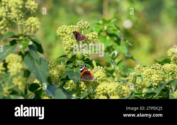 Large Slow Moving Insects Wildlife insects Stock Videos & Footage - HD and 4K Video Clips - Alamy